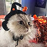 Seven joined the competition — help win amazing prizes! cat, fluffy, costume, halloween, pumpkin, hat, orange, black, pet, indoor, curious, wide_eyes, whiskers, feline, dress, bow, cute, portrait, animal, closeup
