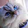 Seven joined the competition — help win amazing prizes! cat, blue_eyes, fluffy, close_up, whiskers, pet, feline, face, fur, animal, domestic_cat, indoor, portrait, cute, soft_light, looking_up, nose, ears, long_hair, curious