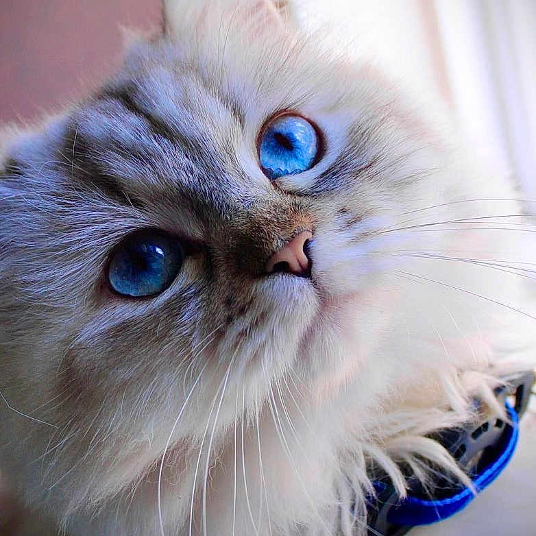 Seven joined the competition — help win amazing prizes! cat, blue_eyes, fluffy, close_up, whiskers, pet, feline, face, fur, animal, domestic_cat, indoor, portrait, cute, soft_light, looking_up, nose, ears, long_hair, curious