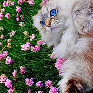 Seven is registered to the contest to win money with this photo: animal, blue_eyes, cat, close_up, colorful, curious, fluffy, green_grass, nature, outdoor, paw, pet, pink_flowers, portrait, relaxing, soft_fur, spring, summer, whiskers, white_fur