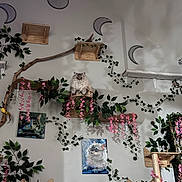 Seven joined the competition — help win amazing prizes! cat, fluffy_cat, wooden_shelf, pink_flowers, green_vines, wall_art, cat_paintings, crescent_moons, cat_playground, indoor, decor, plants, wood, sitting_cat, pet, cozy, feline, home, cute, perched