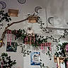 cat, fluffy_cat, wooden_shelf, pink_flowers, green_vines, wall_art, cat_paintings, crescent_moons, cat_playground, indoor, decor, plants, wood, sitting_cat, pet, cozy, feline, home, cute, perched
