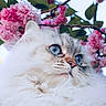 Seven joined the competition — help win amazing prizes! animal, background, blossoms, blue_eyes, calm, cat, close_up, cute, feline, fluffy, green_leaves, nature, outdoor, peaceful, pink_flowers, portrait, sky, soft_fur, spring, whiskers