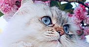 Seven is registered to the contest to win money with this photo: animal, blossoms, blue_eyes, branch, cat, close_up, cute, feline, fluffy, green_leaves, nature, outdoor, peaceful, pet, pink_flowers, portrait, sky, soft_fur, spring, whiskers