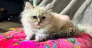 Seven joined the competition — help win amazing prizes! kitten, cat, fluffy, pet, animal, cute, cushion, pink, floral, indoor, cozy, blanket, feline, fur, resting, small, young, portrait, domestic, cute_animal