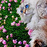 Seven is registered to the contest to win money with this photo: animal, blue_eyes, cat, close_up, colorful, cute, feline, fluffy_fur, green_grass, laying_down, nature, outdoor, pet, pink_flowers, portrait, relaxing, soft, spring, vibrant, whiskers