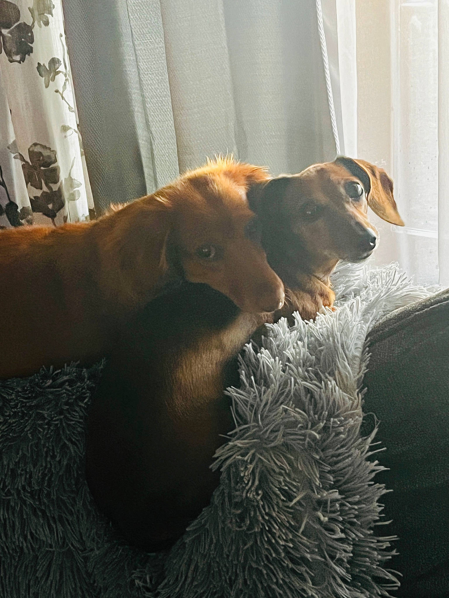 Alex is registered to the contest to win money with this photo: brown, carnivore, comfort, companion_dog, dobermann, dog, dog_breed, dog_supply, fawn, flooring, fur, liver, pet_supply, whiskers, working_animal