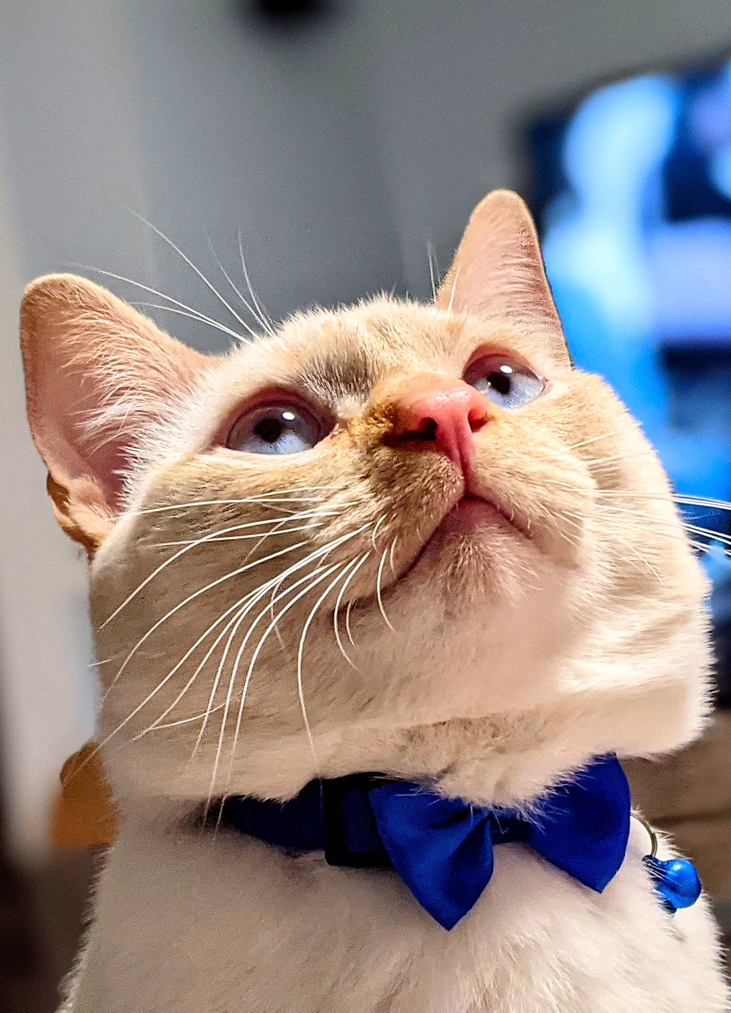 Marshmallow is registered to the contest to win money with this photo: carnivore, cat, claw, collar, comfort, domestic_short_haired_cat, ear, fawn, felidae, fur, paw, pet_supply, small_to_medium_sized_cats, snout, thai, whiskers