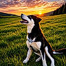 animal, canine, clouds, dog, field, fur, grass, greenery, happy, landscape, mood, nature, outdoor, pet, scenic, sky, sun, sunlight, sunset, trees