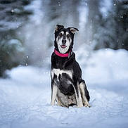 Mira participe au concours pour gagner de l'argent avec cette photo : dog, snow, winter, outdoor, animal, pet, collar, forest, nature, canine, sitting, black_and_white, snowflakes, cold, playful, cute, fur, portrait, background_blur, daylight