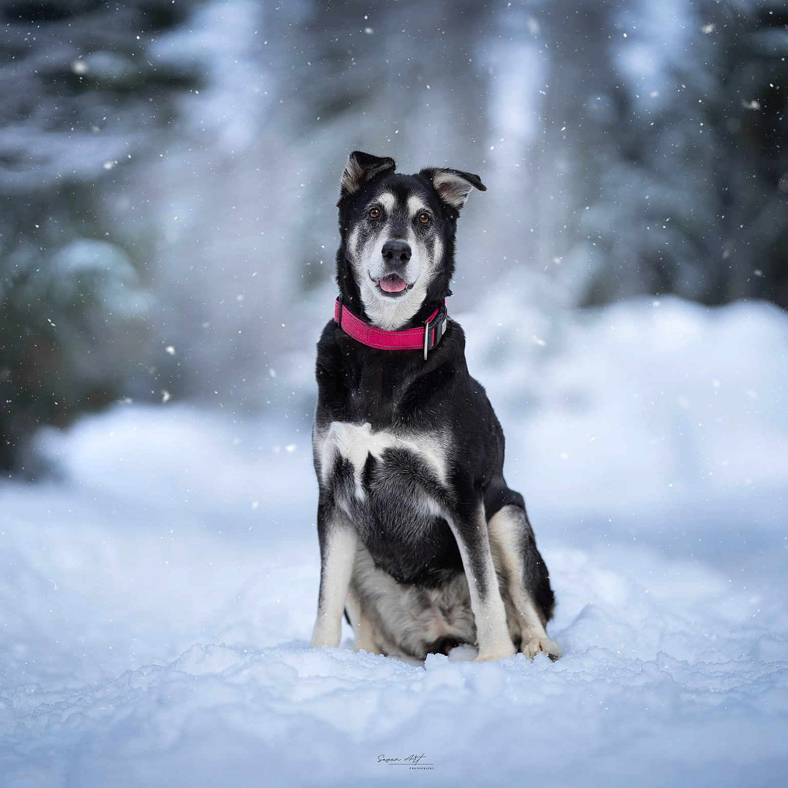 Mira participe au concours pour gagner de l'argent avec cette photo : animal, background_blur, black_and_white, canine, cold, collar, cute, daylight, dog, forest, fur, nature, outdoor, pet, playful, portrait, sitting, snow, snowflakes, winter