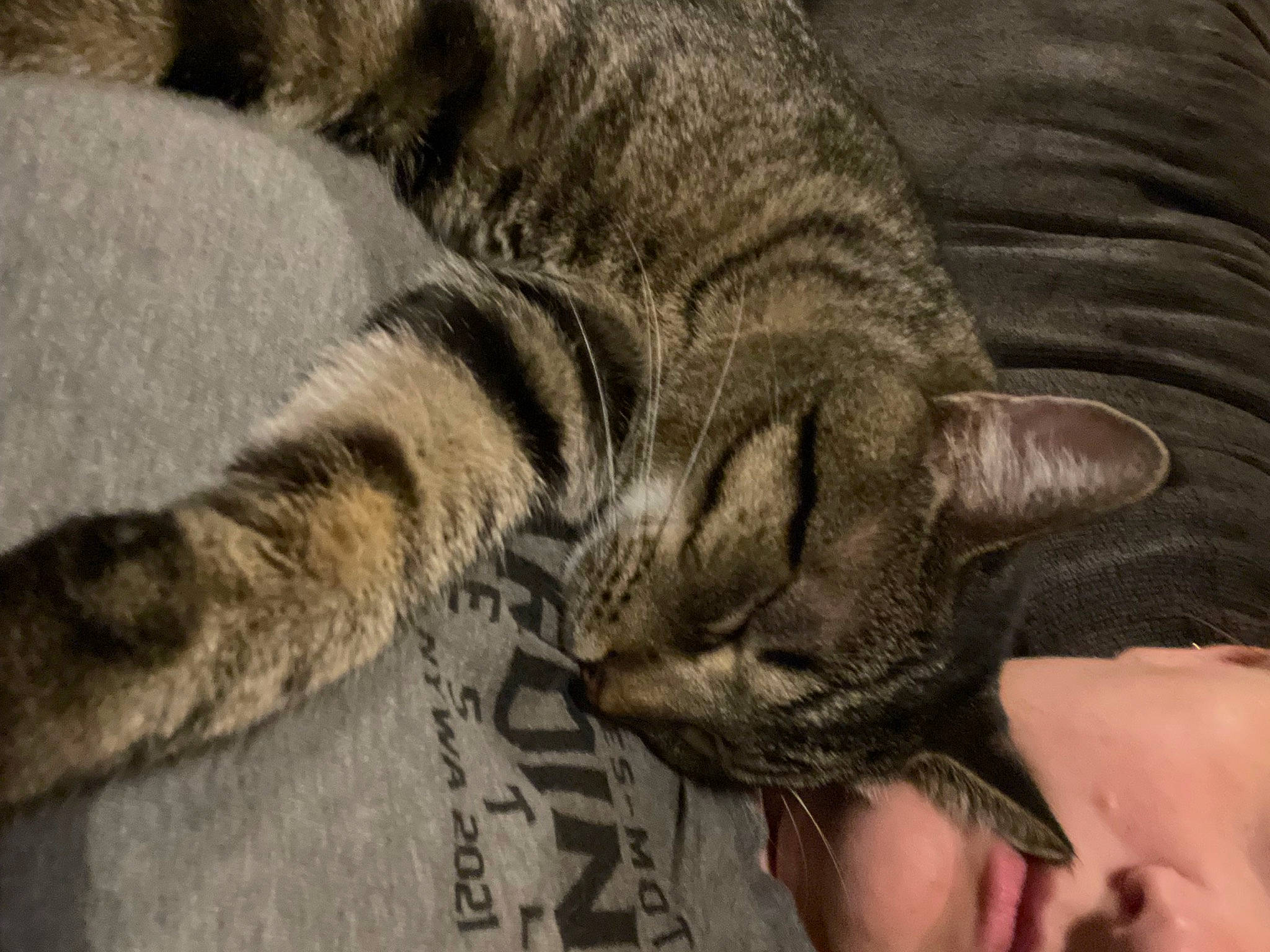 Mako joined the competition — help win amazing prizes! carnivore, cat, claw, comfort, domestic_short_haired_cat, eye, felidae, fur, grey, nail, nap, paw, sleep, small_to_medium_sized_cats, snout, tail, terrestrial_animal, whiskers