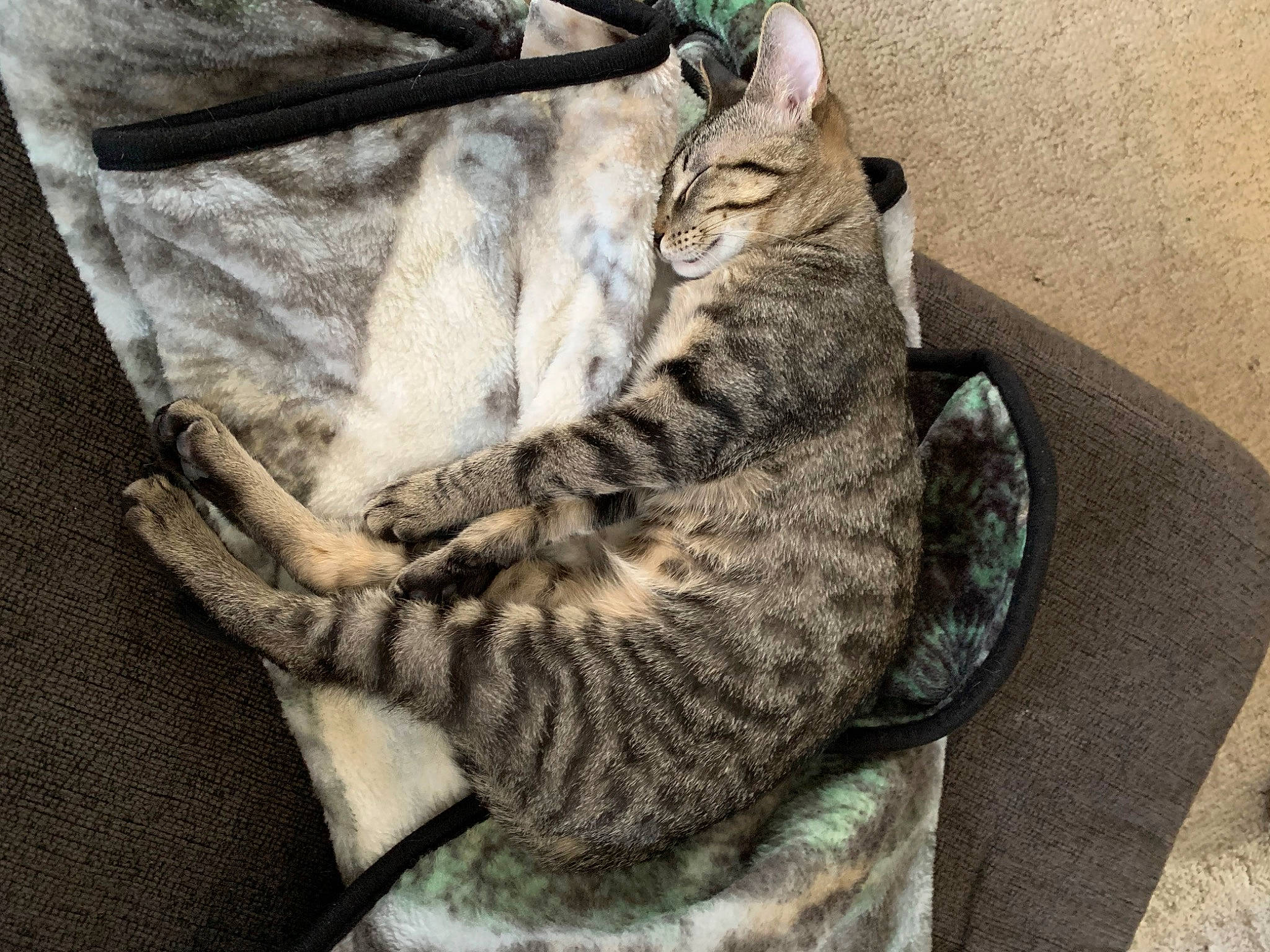 Mako is registered to the contest to win money with this photo: bag, carnivore, cat, cat_bed, cat_supply, claw, comfort, domestic_short_haired_cat, felidae, fur, grey, linens, nap, pattern, paw, small_to_medium_sized_cats, snout, tail, terrestrial_animal, whiskers