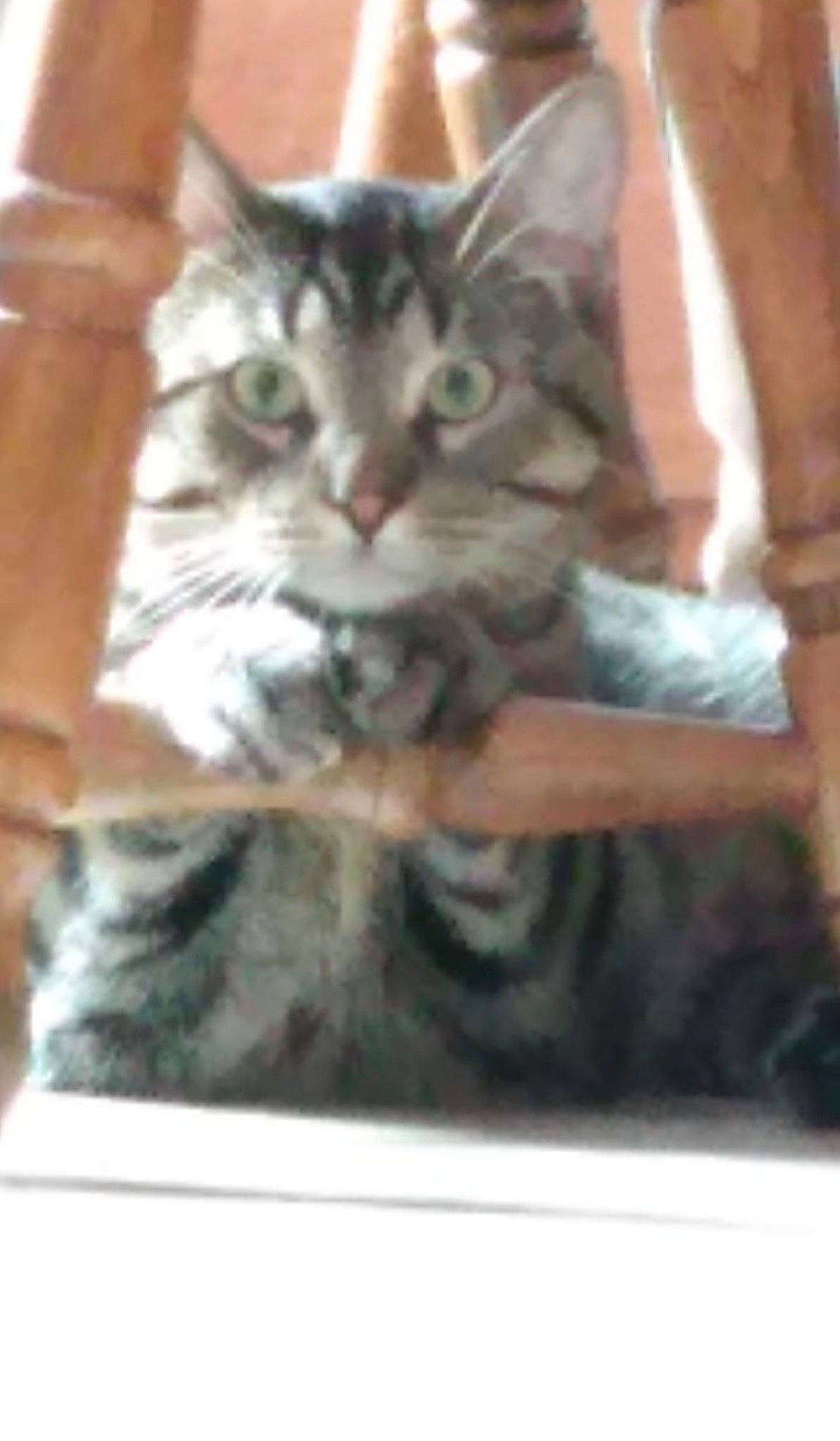 Mako joined the competition — help win amazing prizes! carnivore, cat, claw, domestic_short_haired_cat, felidae, fur, paw, photo_caption, rectangle, small_to_medium_sized_cats, snout, terrestrial_animal, whiskers