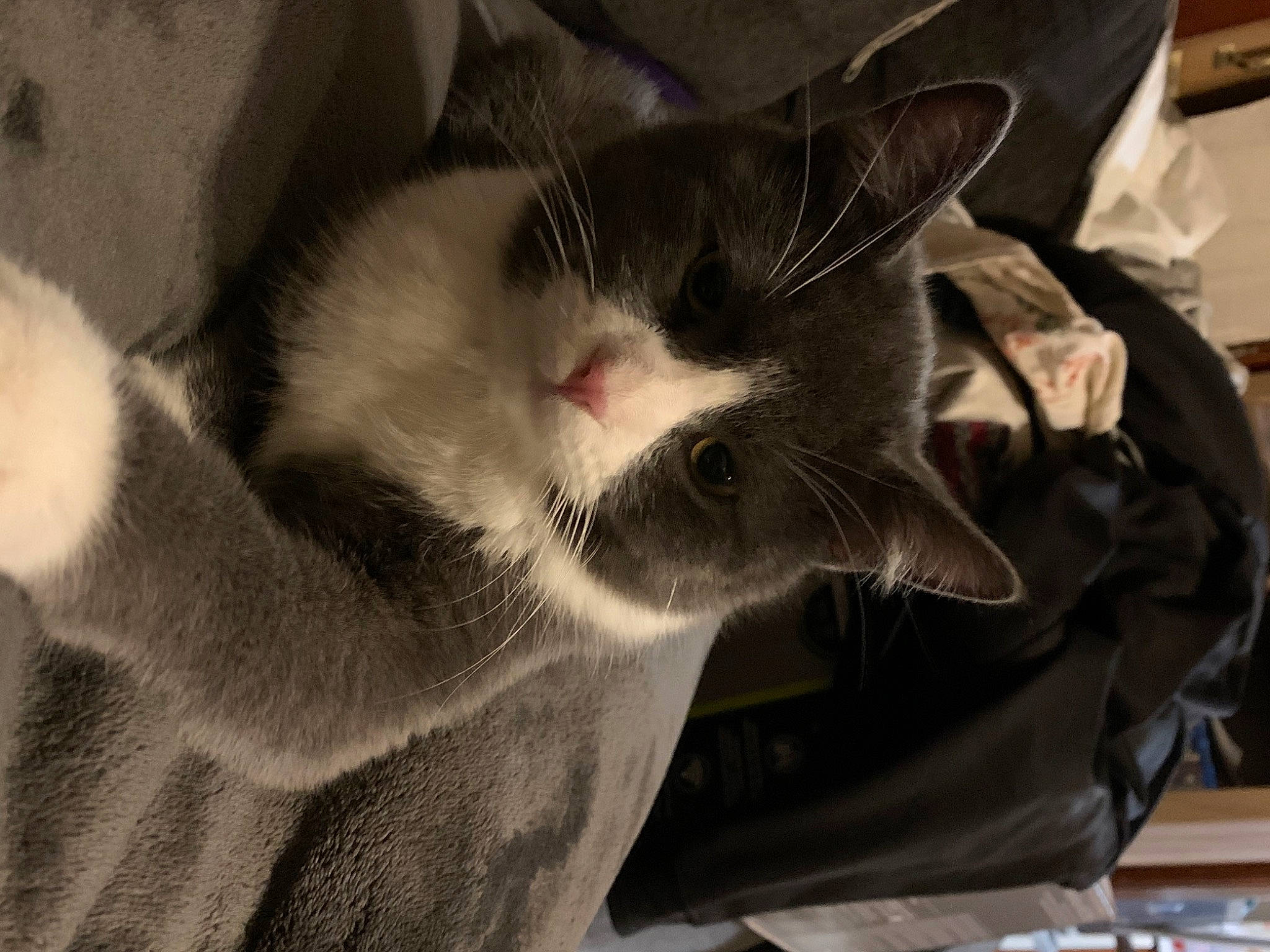 Binxy joined the competition — help win amazing prizes! carnivore, cat, claw, comfort, domestic_short_haired_cat, ear, felidae, fur, grey, paw, small_to_medium_sized_cats, snout, tail, whiskers