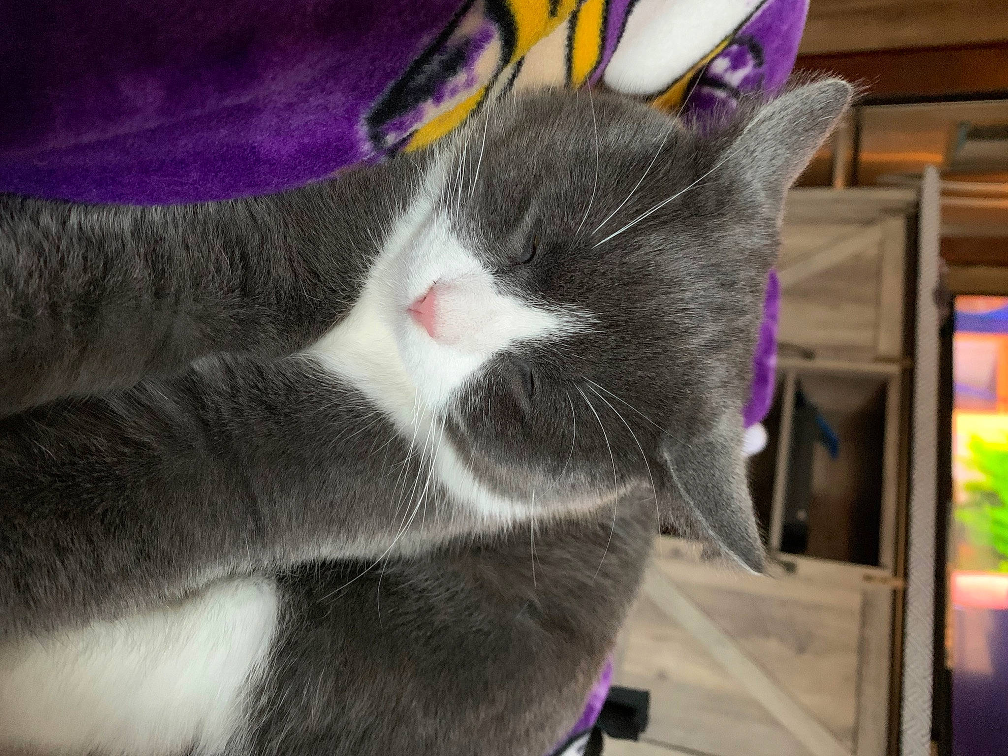 Binxy joined the competition — help win amazing prizes! carnivore, cat, domestic_short_haired_cat, electric_blue, felidae, fur, magenta, paw, petal, purple, small_to_medium_sized_cats, snout, tail, thread, whiskers, wool