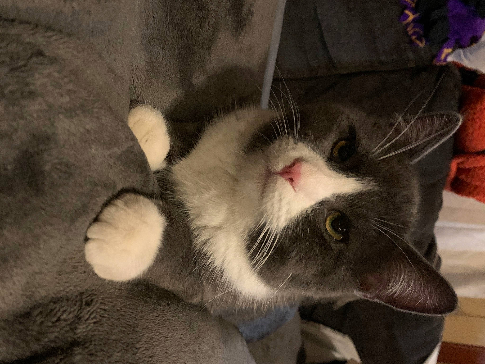 Binxy joined the competition — help win amazing prizes! carnivore, cat, claw, comfort, domestic_short_haired_cat, ear, fang, felidae, foot, fur, jaw, moustache, paw, small_to_medium_sized_cats, snout, tail, terrestrial_animal, whiskers, yawn