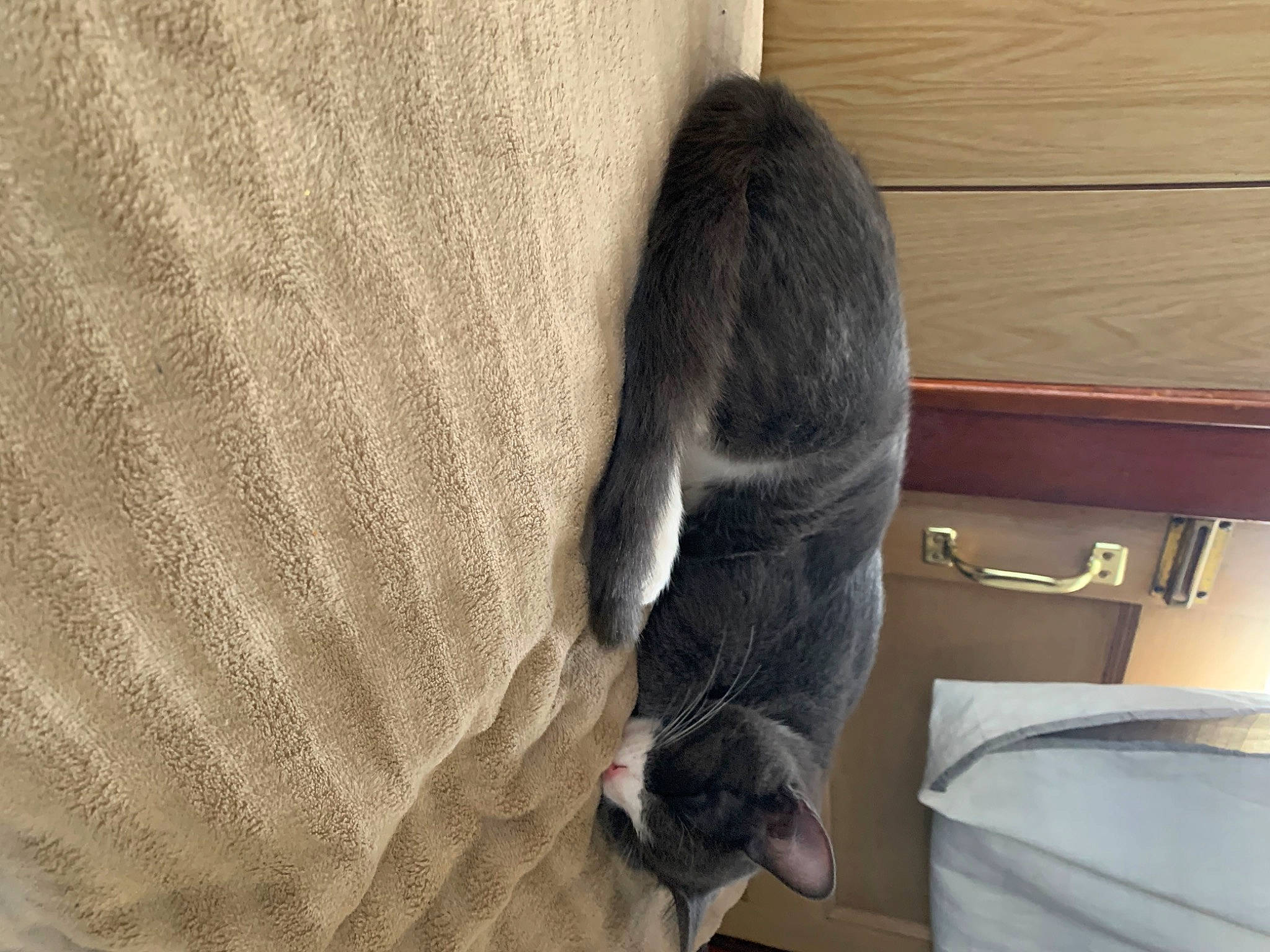 Binxy is registered to the contest to win money with this photo: cabinetry, carnivore, cat, comfort, drawer, felidae, flooring, fur, grey, hardwood, human_leg, linens, mammal, small_to_medium_sized_cats, tail, whiskers, wood, wood_flooring, wool, woolen