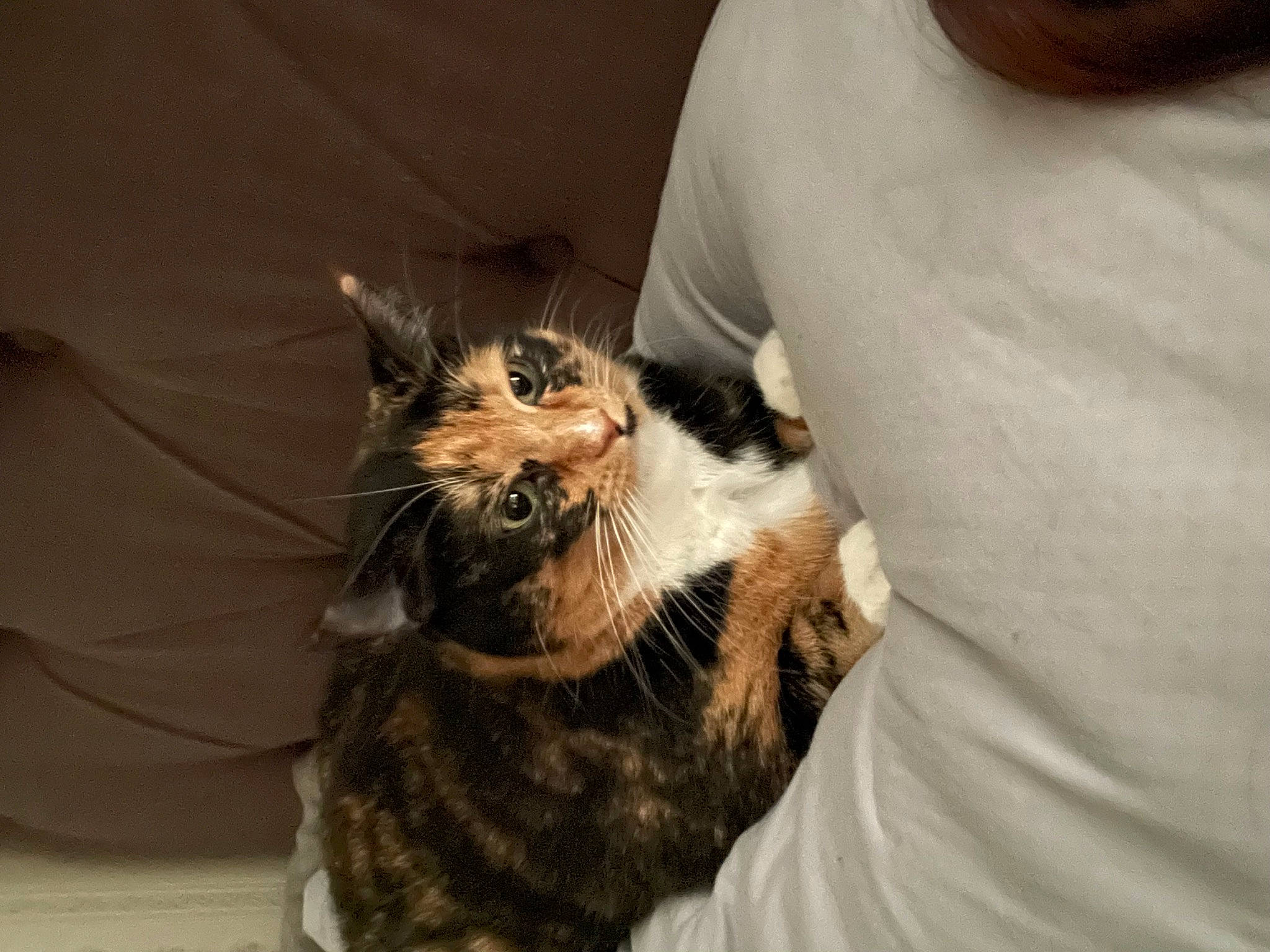 Hazel is registered to the contest to win money with this photo: beard, canidae, carnivore, cat, claw, comfort, companion_dog, domestic_short_haired_cat, fawn, felidae, fur, paw, small_to_medium_sized_cats, t_shirt, whiskers