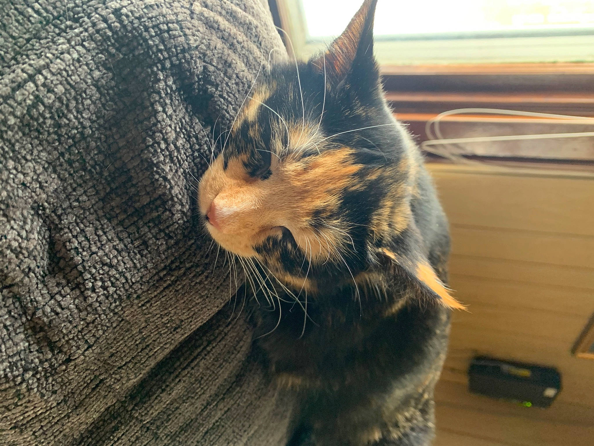 Hazel is registered to the contest to win money with this photo: carnivore, cat, claw, comfort, denim, domestic_short_haired_cat, electric_blue, felidae, fur, nap, paw, sleep, small_to_medium_sized_cats, snout, tail, terrestrial_animal, whiskers, window