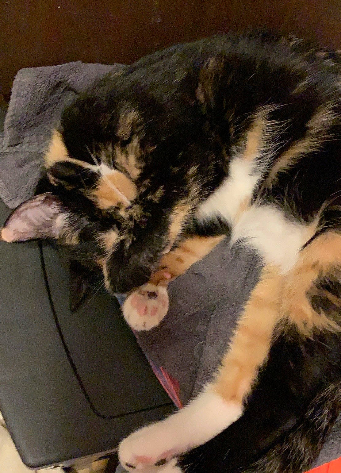 Hazel is registered to the contest to win money with this photo: carnivore, cat, claw, comfort, domestic_short_haired_cat, ear, felidae, foot, fur, gesture, human_leg, lap, leg, nap, paw, small_to_medium_sized_cats, snout, tail, thigh, whiskers