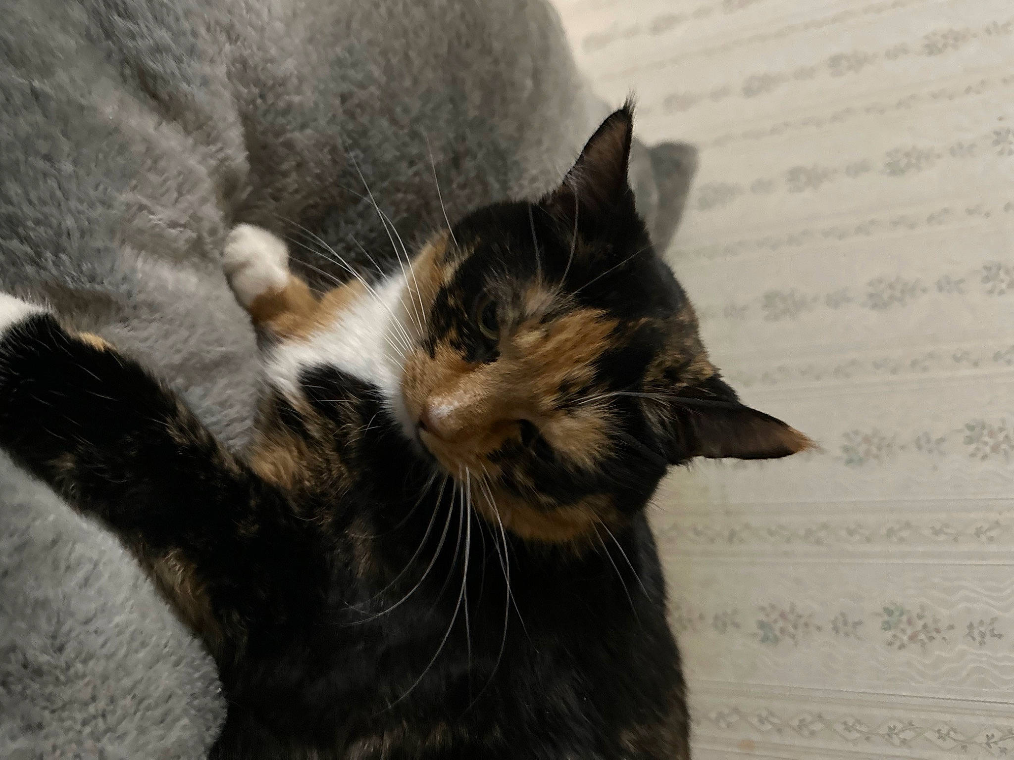 Hazel is registered to the contest to win money with this photo: carnivore, cat, claw, comfort, domestic_short_haired_cat, felidae, fur, paw, small_to_medium_sized_cats, snout, tail, terrestrial_animal, tree, whiskers, window