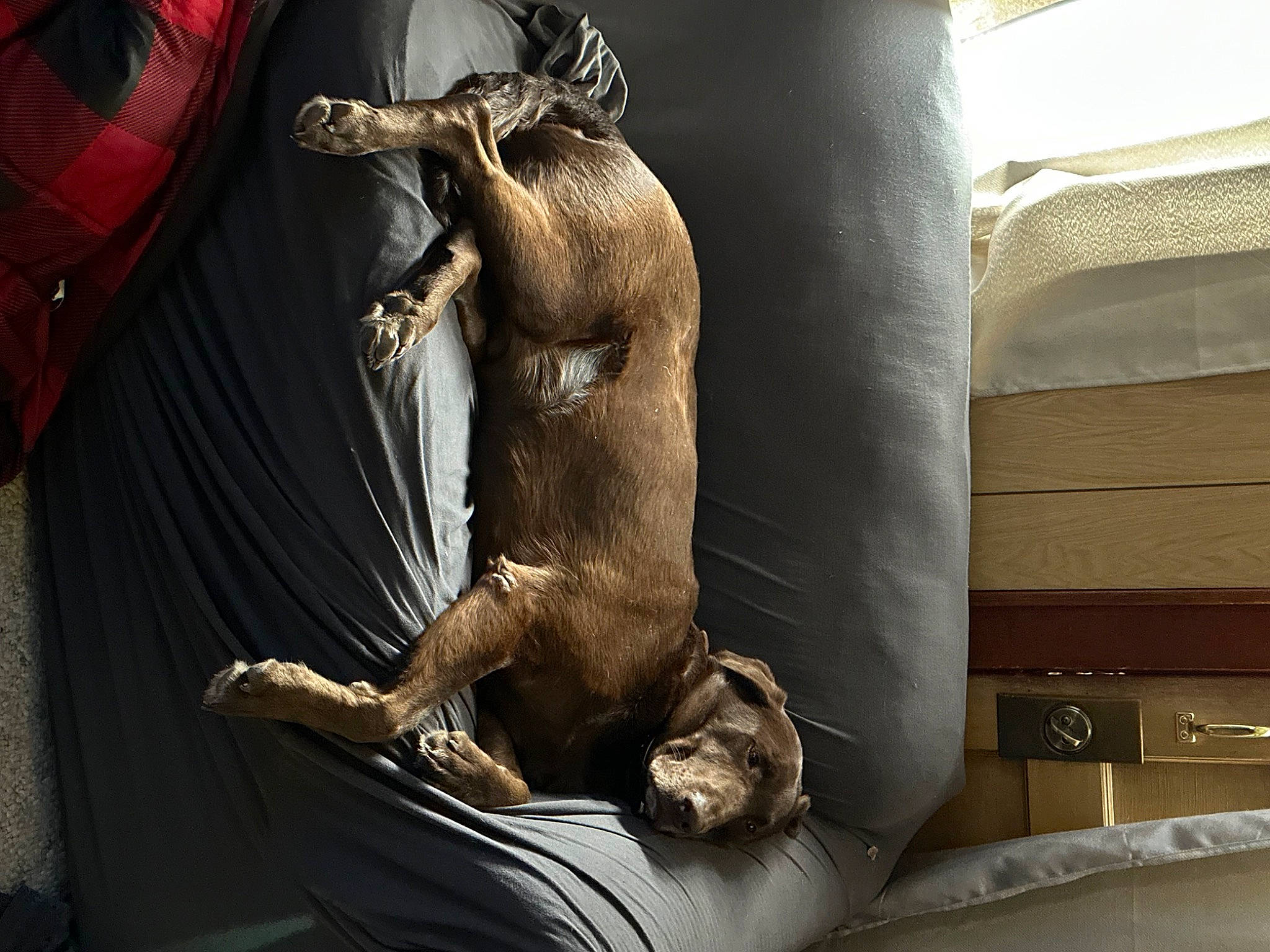 Loki is registered to the contest to win money with this photo: art, artifact, bronze, bronze_sculpture, california_sea_lion, comfort, fawn, felidae, fur, human_leg, meerkat, metal, room, sculpture, sitting, tail, terrestrial_animal, whiskers, wildlife, wood