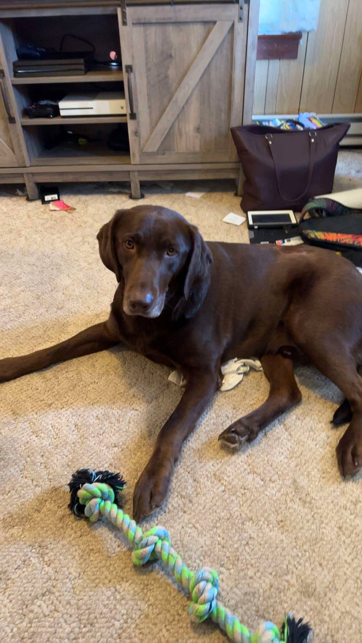 Loki is registered to the contest to win money with this photo: canidae, carnivore, collar, companion_dog, dog, dog_breed, dog_collar, dog_supply, fashion_accessory, fawn, flooring, fur, gun_dog, leash, liver, pet_supply, sporting_group, tail, wood, working_animal