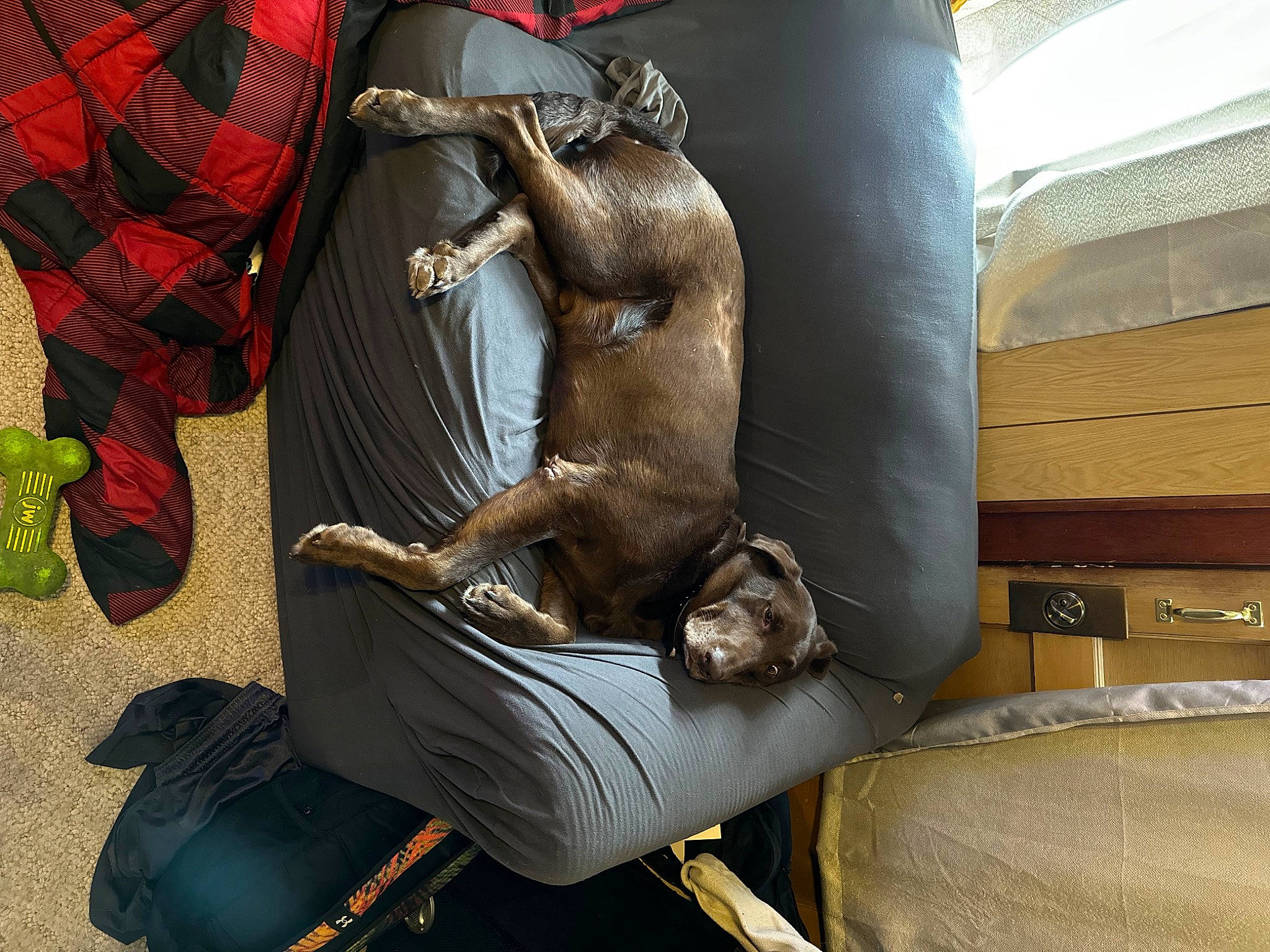 Loki is registered to the contest to win money with this photo: art, bronze, carnivore, comfort, companion_dog, fawn, felidae, fur, human_leg, linens, metal, pattern, plaid, room, sculpture, sitting, sporting_group, tail, tartan, wood