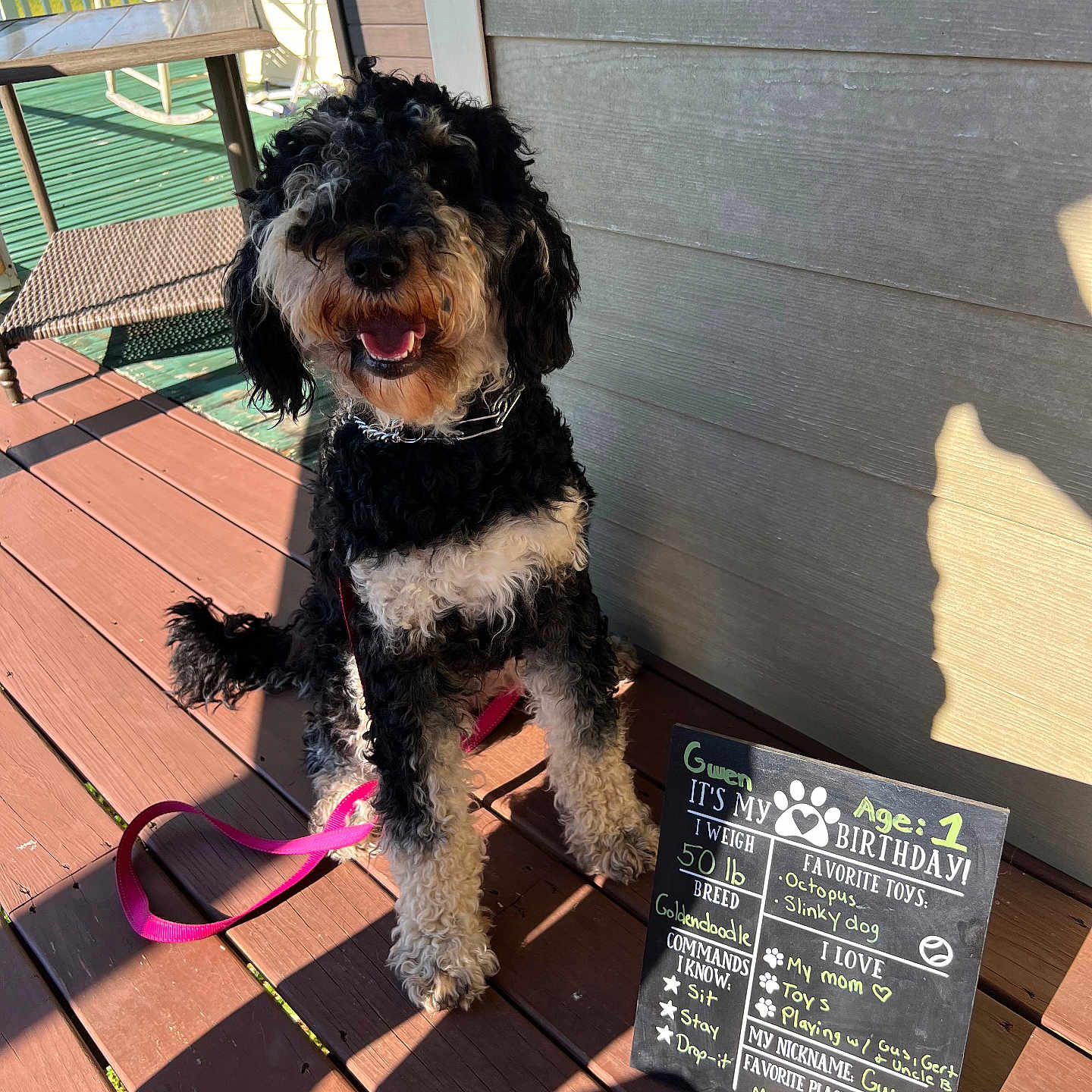 Gwen is registered to the contest to win money with this photo: accessories, animal, architecture, blackboard, building, canine, dog, house, housing, pet, plywood, poodle, puppy, slate, strap, terrier, text, water, waterfront, wood