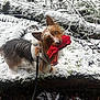 Bruce is registered to the contest to win money with this photo: dog, snow, forest, glove, winter, animal, outdoor, leash, log, fur, nature, cold, pet, curious, brown, white, black, green, tree, leaf