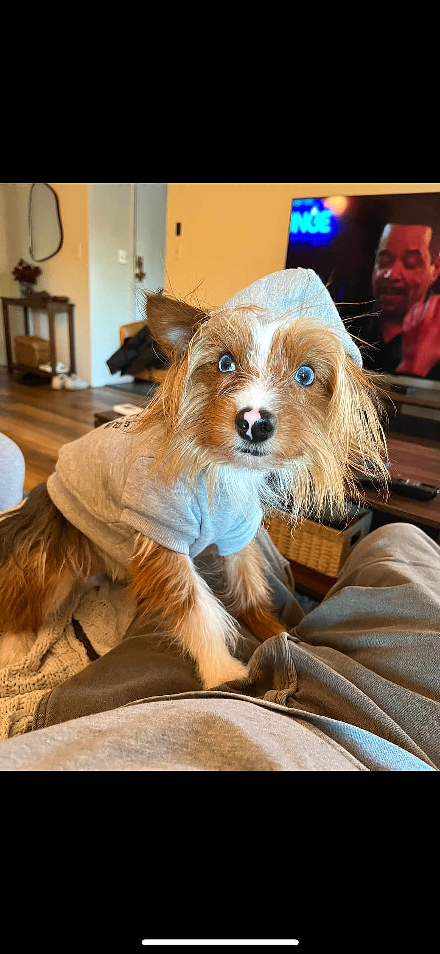 Bruce joined the competition — help win amazing prizes! dog, hoodie, blue_eyes, living_room, person, television, couch, wood_floor, coffee_table, remote_control, basket, mirror, plant, casual_clothing, pet, indoor, furniture, relaxed, home, cute