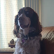 Martine Martin participe au concours pour gagner de l'argent avec cette photo : dog, indoor, curly_fur, couch, pet, home_decor, curtains, furniture, animal, brown, white, collar, sitting, portrait, companion, fluffy, curious, domestic, cozy, relaxed