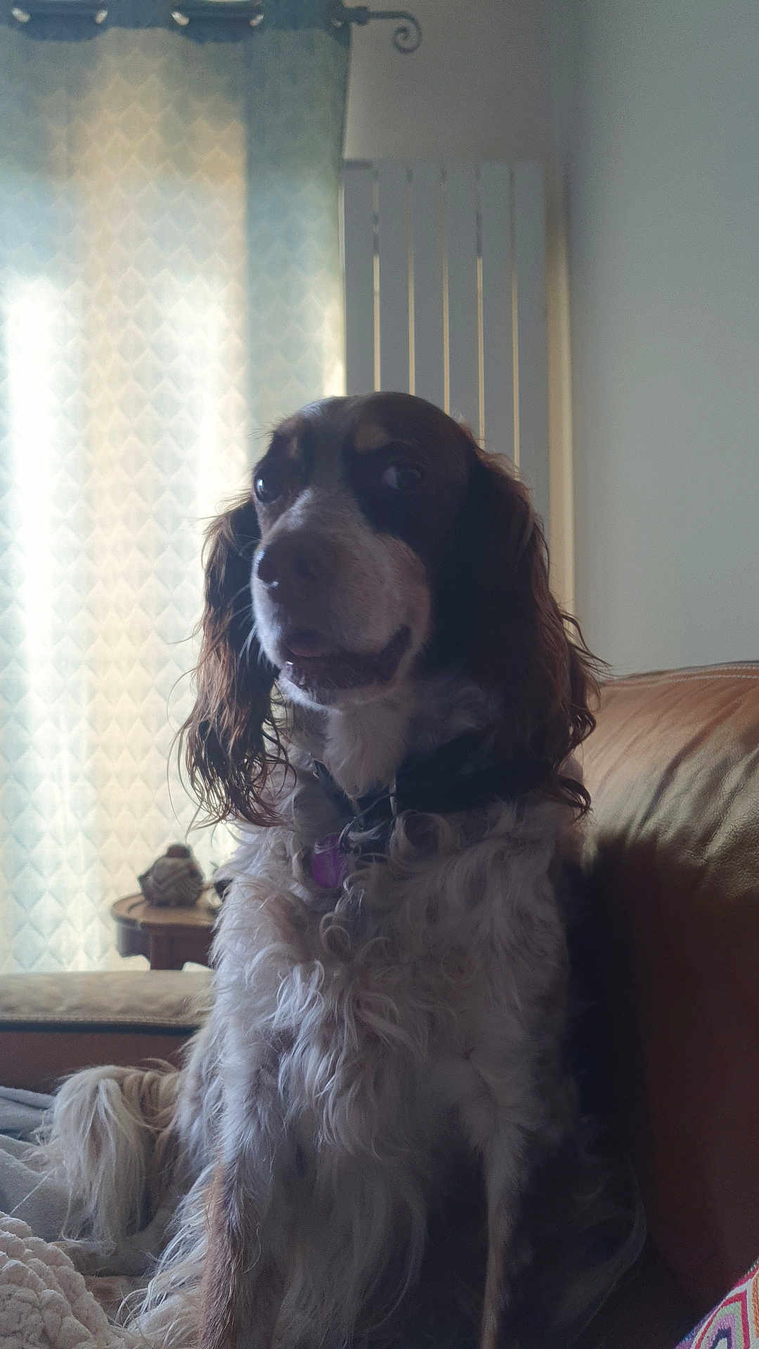 Martine Martin participe au concours pour gagner de l'argent avec cette photo : dog, indoor, curly_fur, couch, pet, home_decor, curtains, furniture, animal, brown, white, collar, sitting, portrait, companion, fluffy, curious, domestic, cozy, relaxed