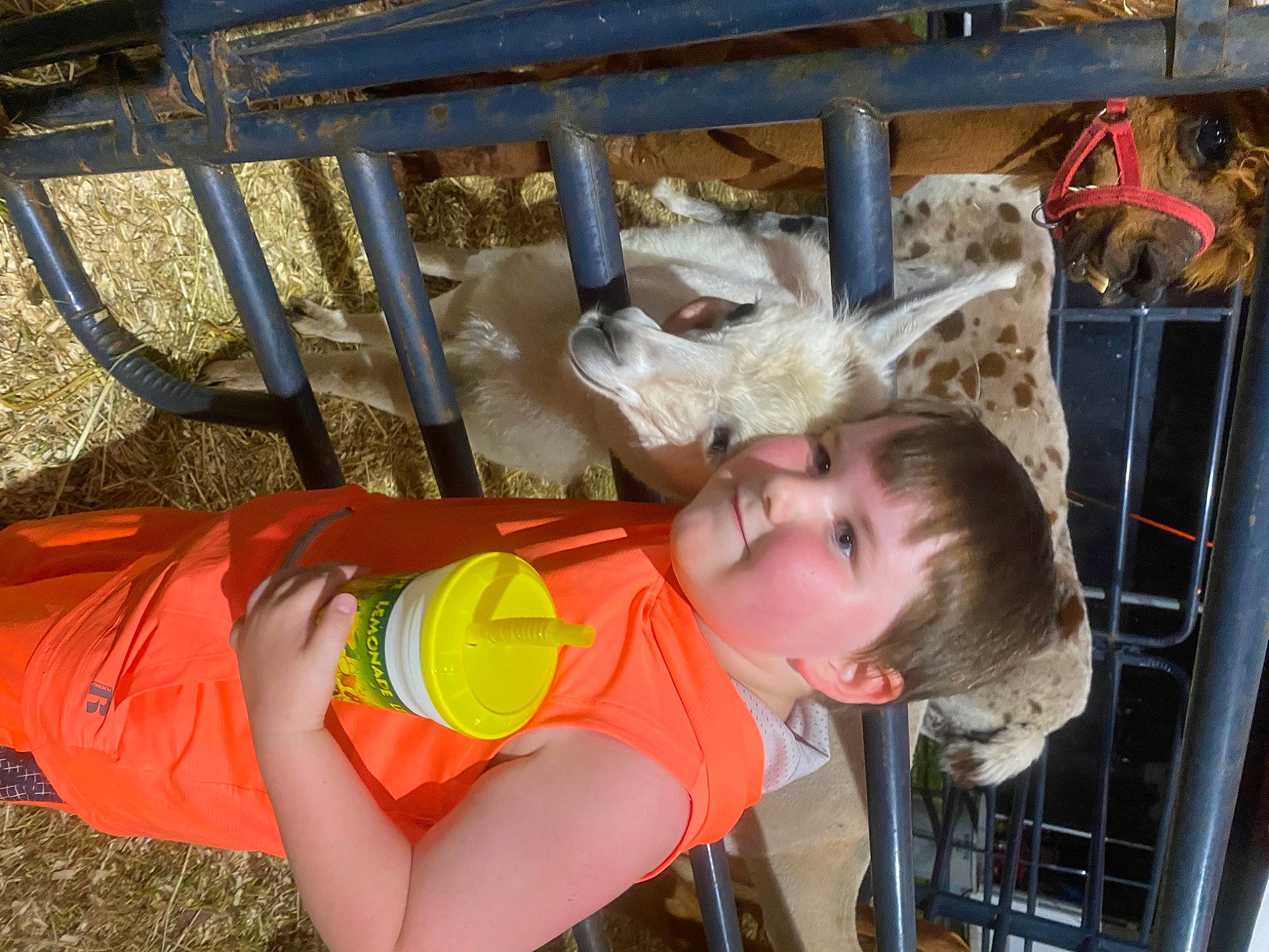 Sawyer is registered to the contest to win money with this photo: arm, child, elbow, fun, happy, hat, human_body, human_leg, joy, leisure, livestock, person, smile, t_shirt, thigh, toddler, vacation, wood