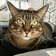 Tigrou a rejoint le concours — aidez-le/la à gagner de superbes lots ! abyssinian, animal, cat, computer, couch, egyptiancat, electronics, furniture, kitten, laptop, manx, pc, pet