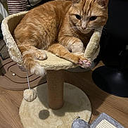 Marley Richaud a rejoint le concours — aidez-le/la à gagner de superbes lots ! cat, ginger_cat, cat_tree, pet, indoor, feline, toy, hanging_ball, paws, fur, relaxed, animal, cozy, scratching_post, floor, wooden_floor, home, pet_toy, cute, resting