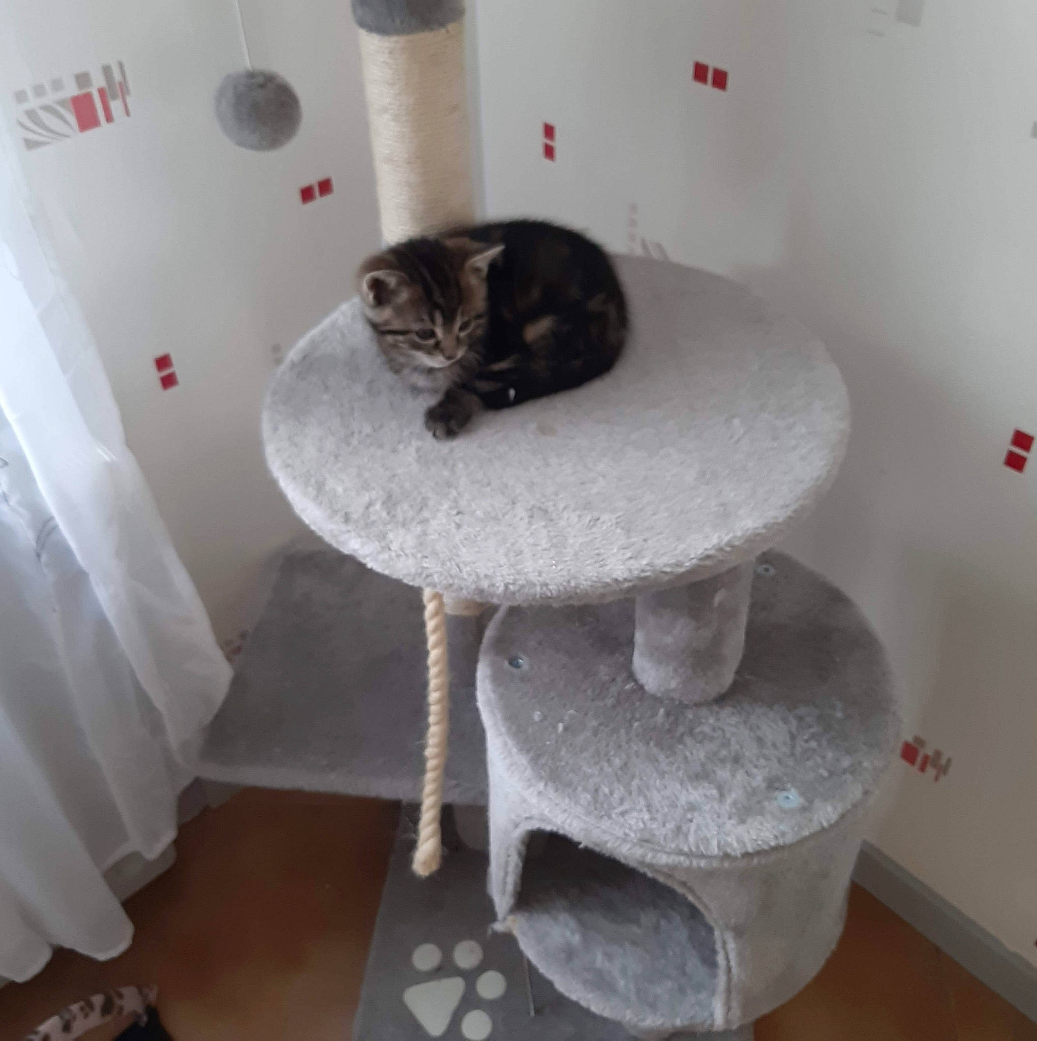 Sauvage a rejoint le concours — aidez-le/la à gagner de superbes lots ! bidet, cat, domestic_short_haired_cat, felidae, room, sink, small_to_medium_sized_cats, table, toilet