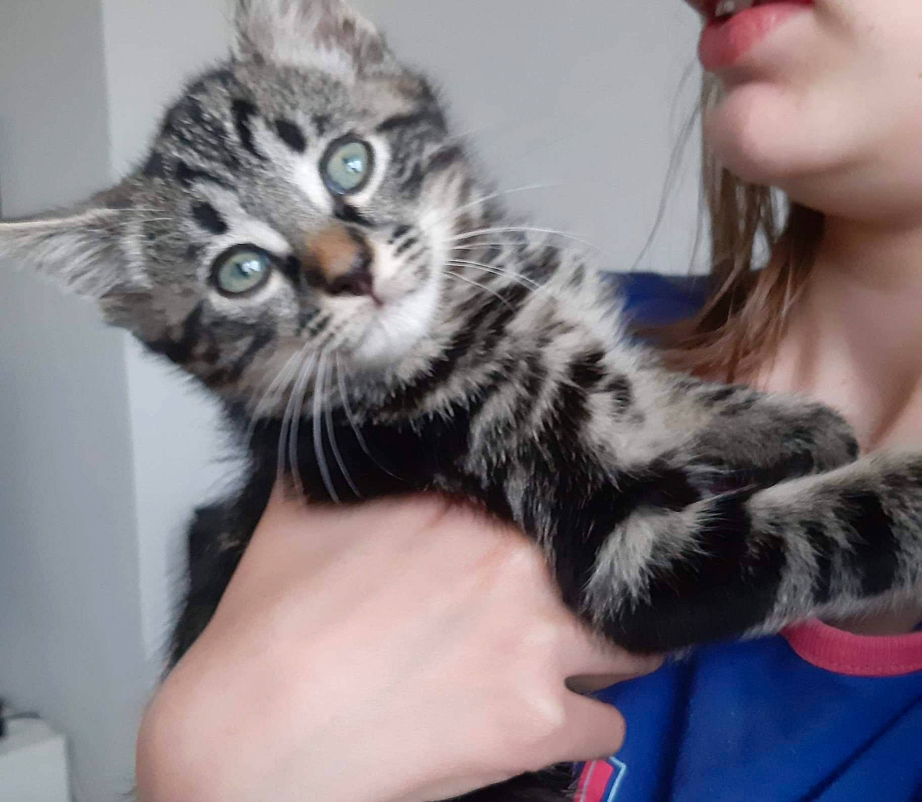 Sauvage participe au concours pour gagner de l'argent avec cette photo : american_curl, american_shorthair, american_wirehair, asian, carnivore, cat, domestic_long_haired_cat, domestic_short_haired_cat, dragon_li, egyptian_mau, european_shorthair, eye, felidae, fur, kitten, mammal, siberian, small_to_medium_sized_cats, tabby_cat, whiskers