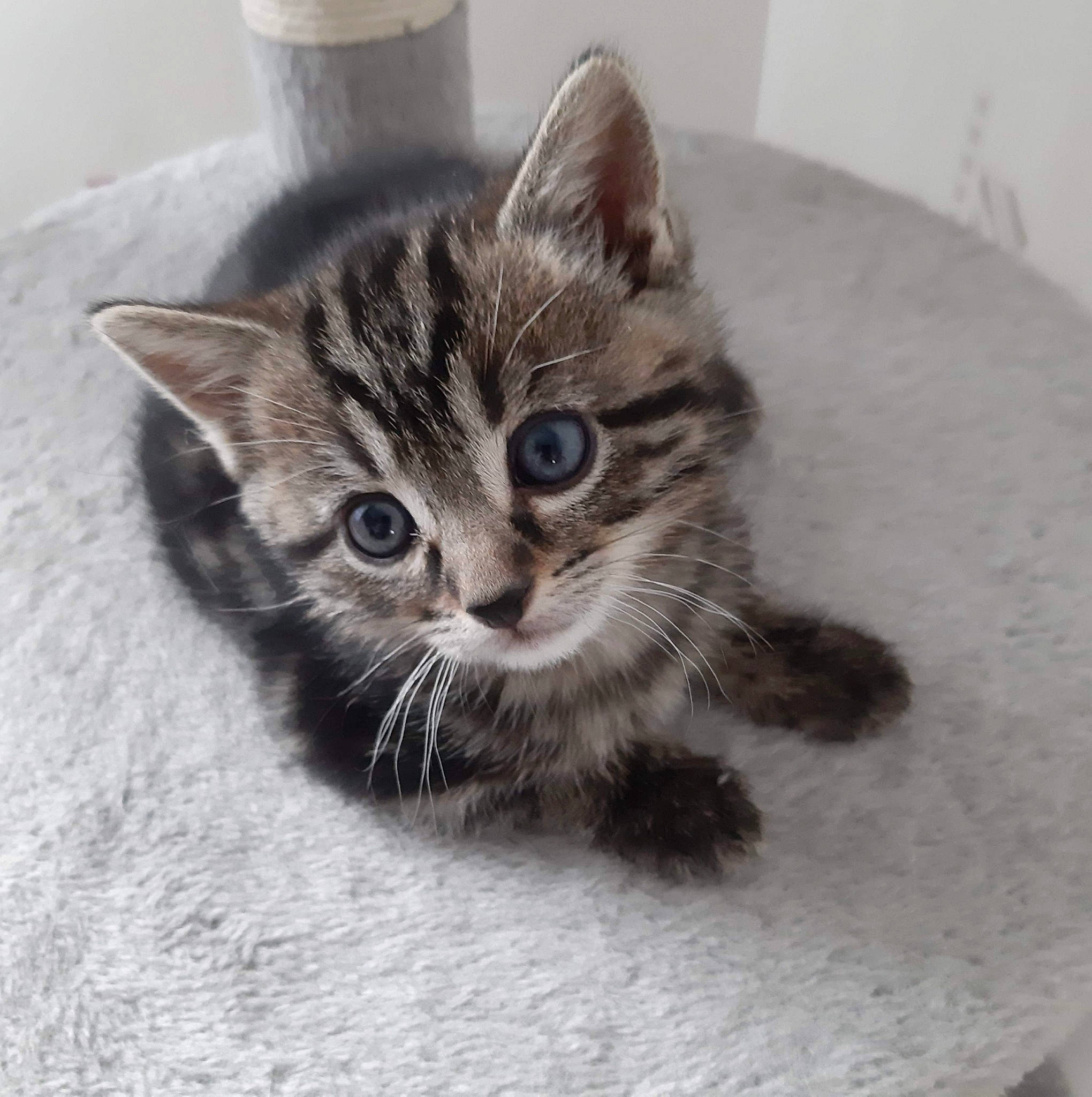 Sauvage participe au concours pour gagner de l'argent avec cette photo : american_shorthair, american_wirehair, asian, california_spangled, carnivore, cat, domestic_short_haired_cat, dragon_li, european_shorthair, eye, felidae, kitten, mammal, ojos_azules, pixie_bob, polydactyl_cat, small_to_medium_sized_cats, tabby_cat, vertebrate, whiskers