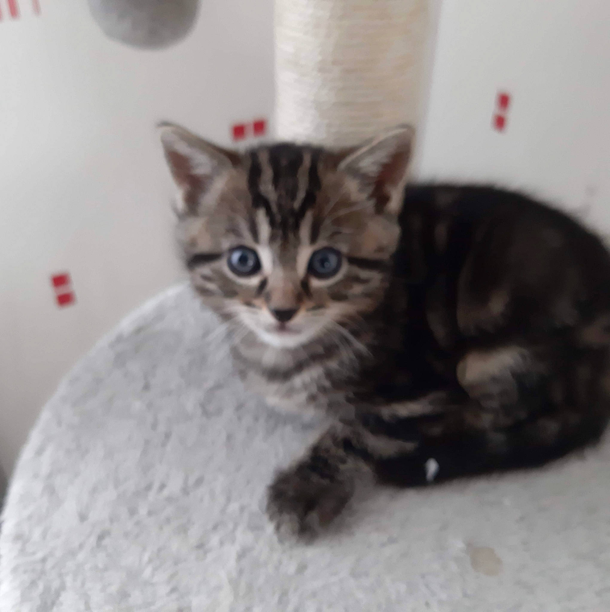 Sauvage participe au concours pour gagner de l'argent avec cette photo : american_shorthair, american_wirehair, asian, australian_mist, bengal, california_spangled, carnivore, cat, domestic_short_haired_cat, dragon_li, egyptian_mau, european_shorthair, felidae, kitten, mammal, ojos_azules, small_to_medium_sized_cats, tabby_cat, vertebrate, whiskers