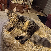 Polcat joined the competition — help win amazing prizes! animal, cat, decorative_figures, feline, fluffy, furniture, home_interior, houseplant, indoors, living_room, long_hair, lounging, ottoman, patterned_fabric, pet, portrait, sitting, tabby_cat, upholstery, whiskers