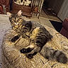 animal, cat, decorative_figures, feline, fluffy, furniture, home_interior, houseplant, indoors, living_room, long_hair, lounging, ottoman, patterned_fabric, pet, portrait, sitting, tabby_cat, upholstery, whiskers