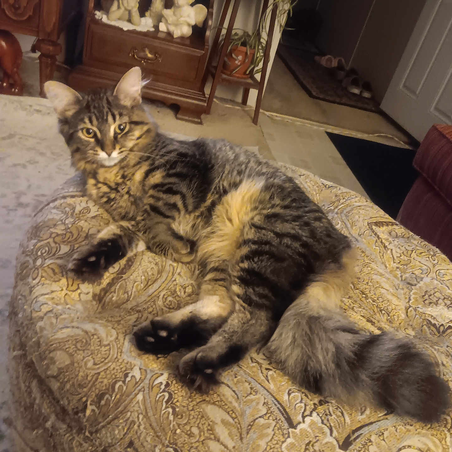 Polcat joined the competition — help win amazing prizes! animal, cat, decorative_figures, feline, fluffy, furniture, home_interior, houseplant, indoors, living_room, long_hair, lounging, ottoman, patterned_fabric, pet, portrait, sitting, tabby_cat, upholstery, whiskers