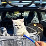 Vizzy joined the competition — help win amazing prizes! animal, bag, blanket, blue_eyes, blue_nails, car, car_trunk, carrier, cat, curious, feline, hand, outdoor, parking_lot, pen, pet, pet_carrier, playing, sunny, white_cat