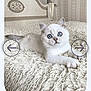 Vizzy is registered to the contest to win money with this photo: animal, bed, blanket, blue_eyes, cat, cozy, cute, decor, furniture, home, indoor, kitten, pet, portrait, relaxed, resting, soft, texture, white_fur, young