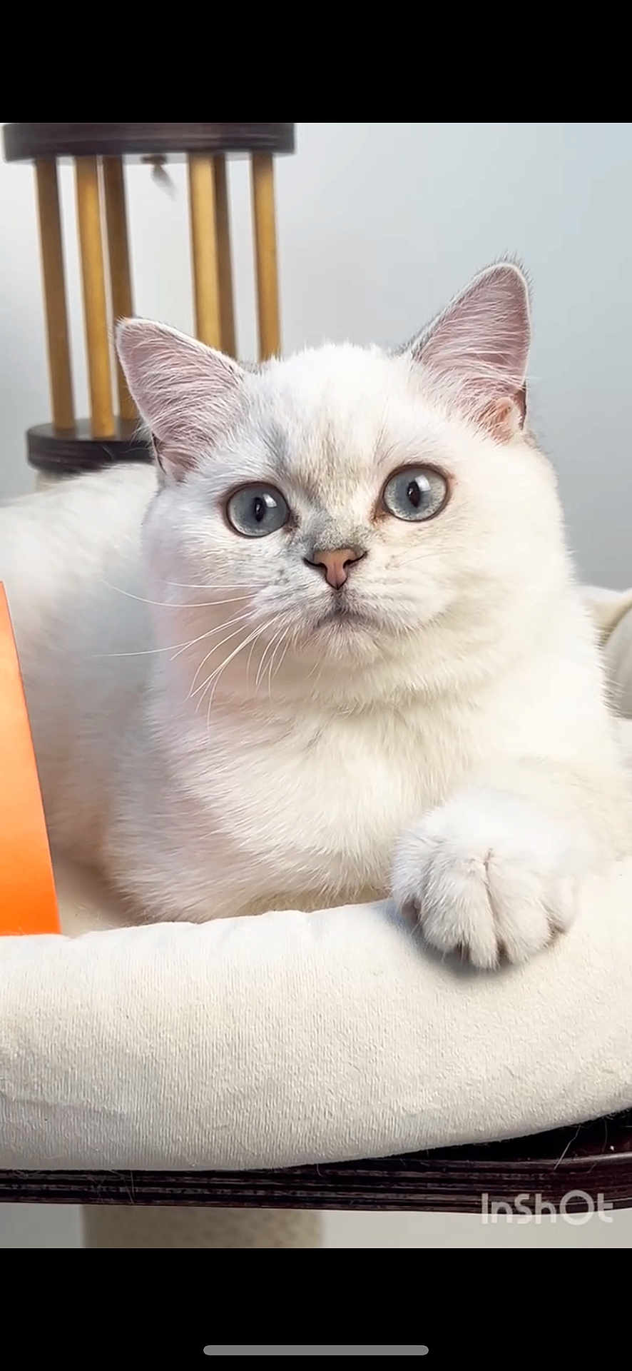 Vizzy is registered to the contest to win money with this photo: animal, blue_eyes, cat, closeup, cushion, cute, domestic_cat, feline, fluffy, fur, home, indoor, paw, pet, portrait, relaxed, resting, soft_texture, whiskers, white_cat