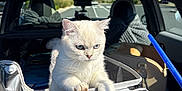 Vizzy joined the competition — help win amazing prizes! animal, bag, blue_eyes, car, carrier, cat, curious, outdoor, pen, person_hand, pet, pet_travel, road, seat, shadow, sunlight, transport, vehicle_interior, white_cat, window