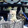 animal, bag, blue_eyes, car, carrier, cat, curious, outdoor, pen, person_hand, pet, pet_travel, road, seat, shadow, sunlight, transport, vehicle_interior, white_cat, window