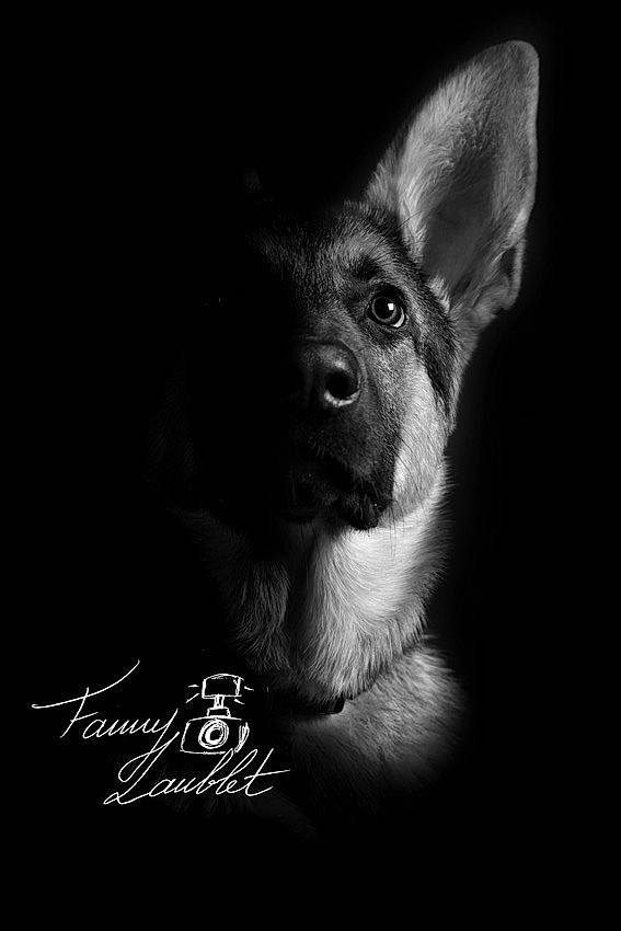 Sirius participe au concours pour gagner de l'argent avec cette photo : black_and_white, canidae, carnivore, darkness, dog, dog_breed, ear, german_shepherd_dog, monochrome, monochrome_photography, pembroke_welsh_corgi, photograph, photography, puppy, snout, stock_photography, style